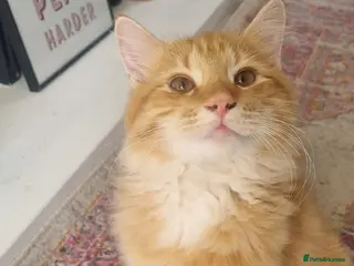 British Longhair cats Two beautiful ginger kittens for salekittens - Advert 17