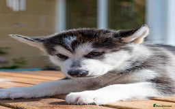 Mixed Breed dogs for sale: Fully vaccinated husky/Malamute Puppies. 3 Left  - Image 13