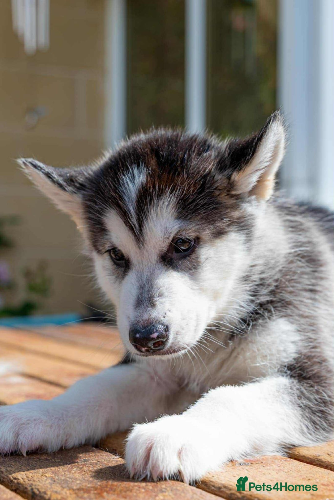 Mixed Breed dogs for sale: Fully vaccinated husky/Malamute Puppies. 3 Left  - Image 13