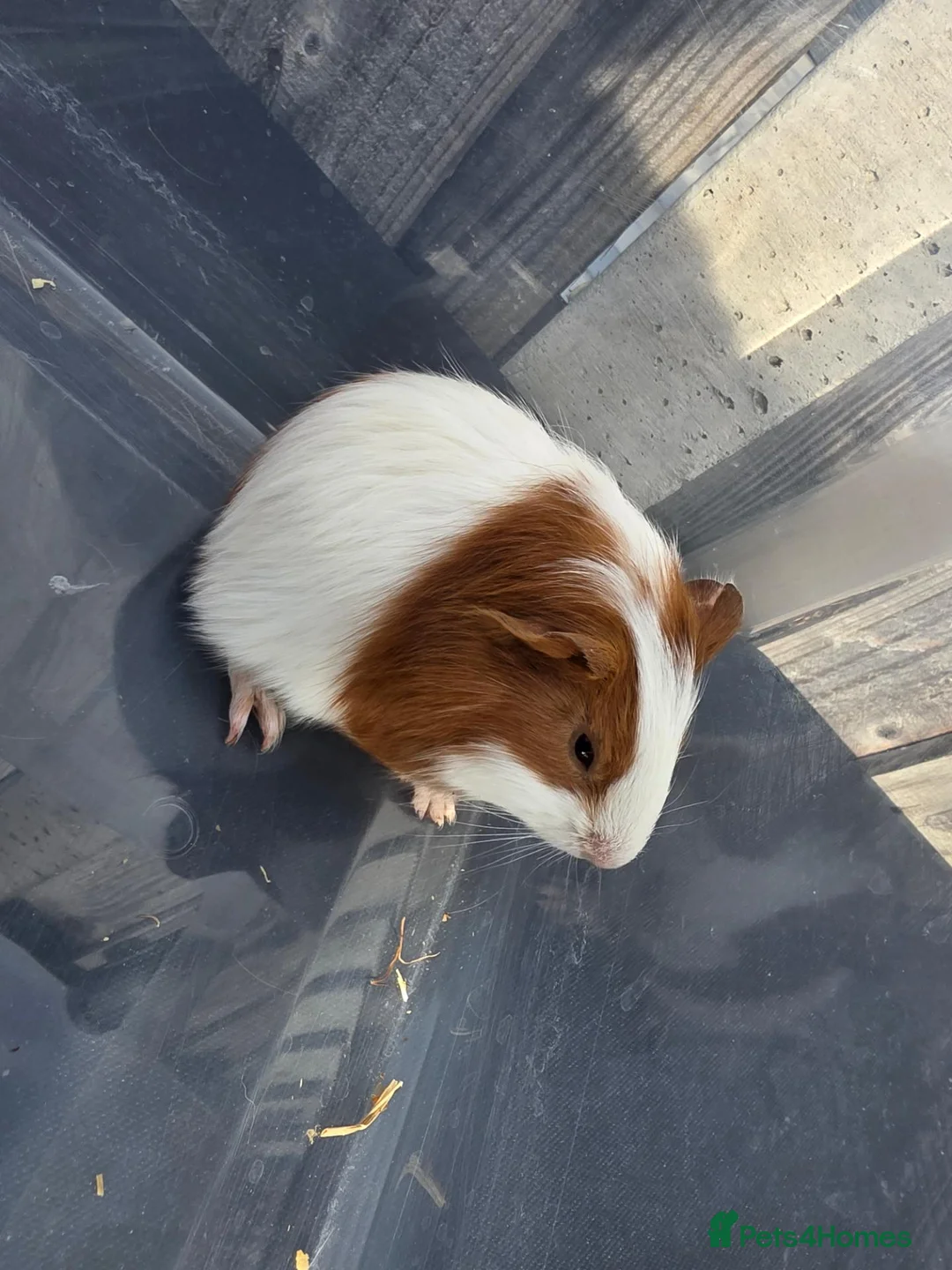Guinea Pig rodents for sale: Female Baby Guinea Pigs - Advert 1