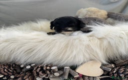 Cockapoo dogs for sale: 🐶Stunning F1 Cockapoos, Licensed Breeder🐾 - Advert 11