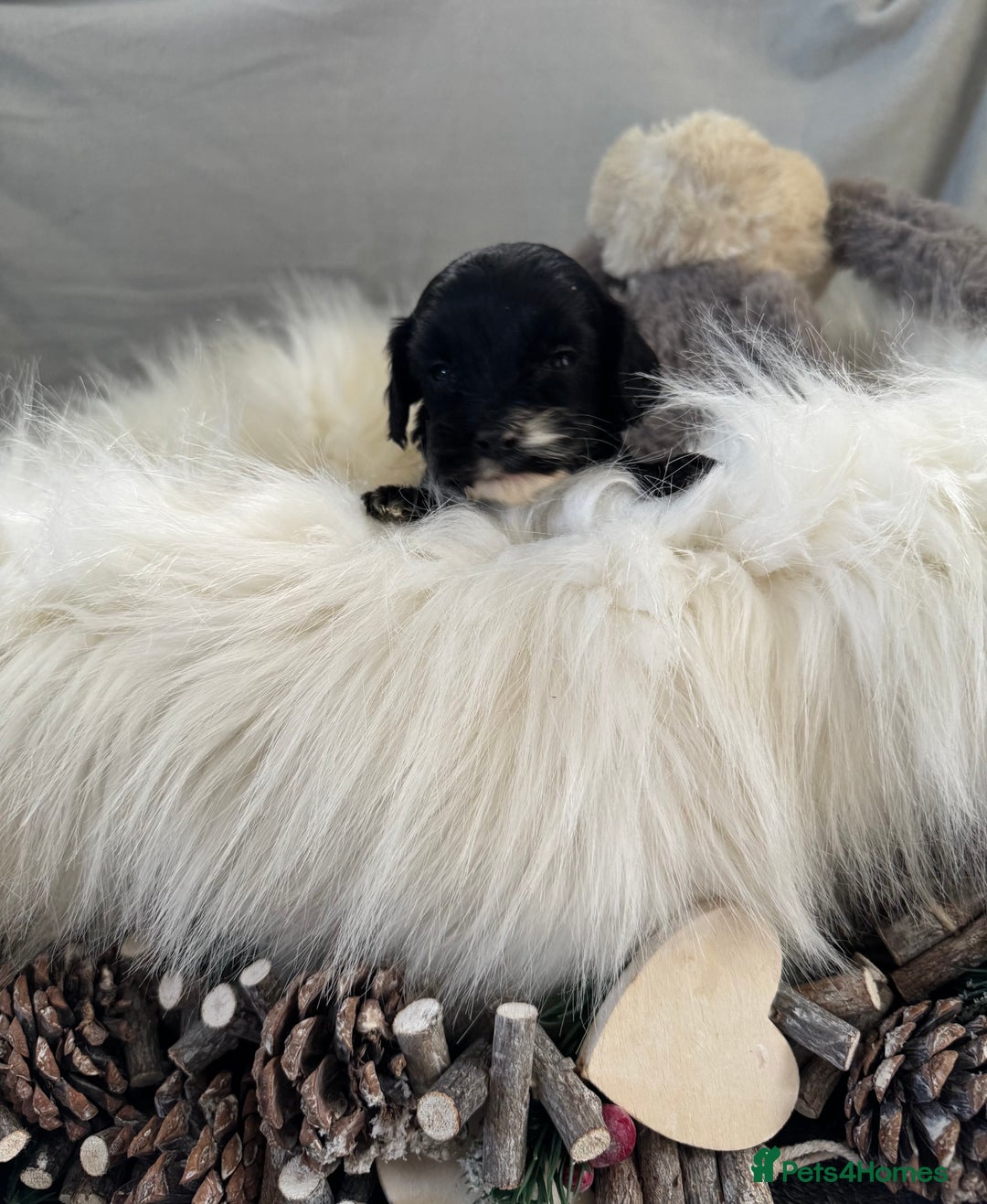 Cockapoo dogs for sale: 🐶Stunning F1 Cockapoos, Licensed Breeder🐾 - Advert 11