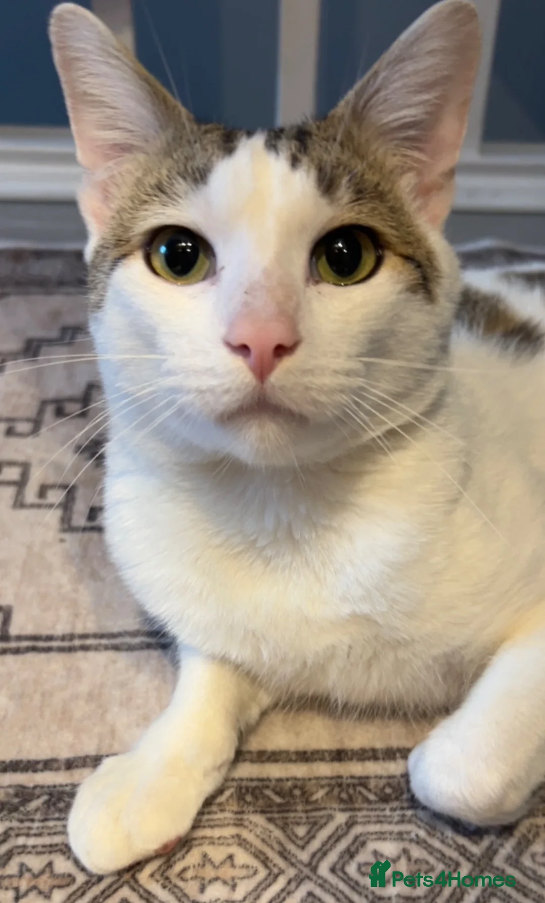 British Shorthair cats for sale: Domestic short hair, tabby, white coat cat in London - Advert 2