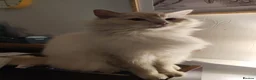 Ragdoll cats for sale: Ragdoll in need of a new home - Advert 6