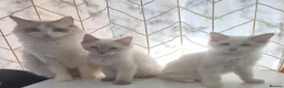 Ragdoll cats for sale: Two Beautiful Ragdoll Kittens Available Now! in Taunton - Advert 10
