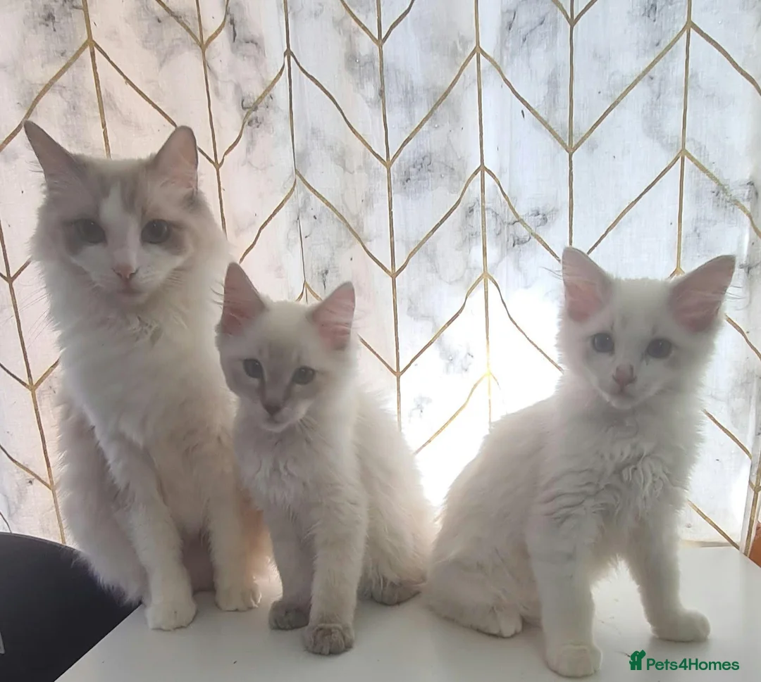 Ragdoll cats for sale: Two Beautiful Ragdoll Kittens Available Now! in Taunton - Advert 10