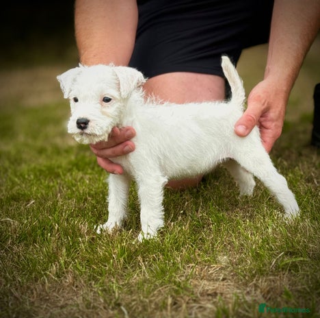 Parson Russell dogs - Advert 1