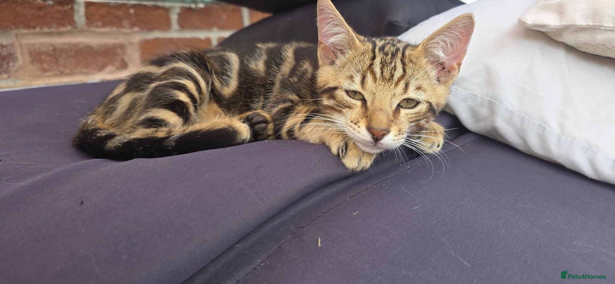 Bengal cats Beautiful Marble Bengal kitten boy ready now - Advert 17