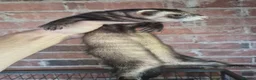 Ferret rodents for sale: Ferrets European polecat hob and polecat jill  - Advert 9