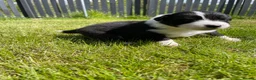 Mixed Breed dogs for sale: ✨ Beautiful Border Aussie Puppies ✨ - Advert 6