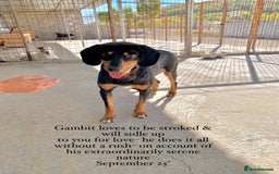 Mixed Breed dogs for adoption: Gambit, 5 yrs approx. Available for adoption. - Image 23