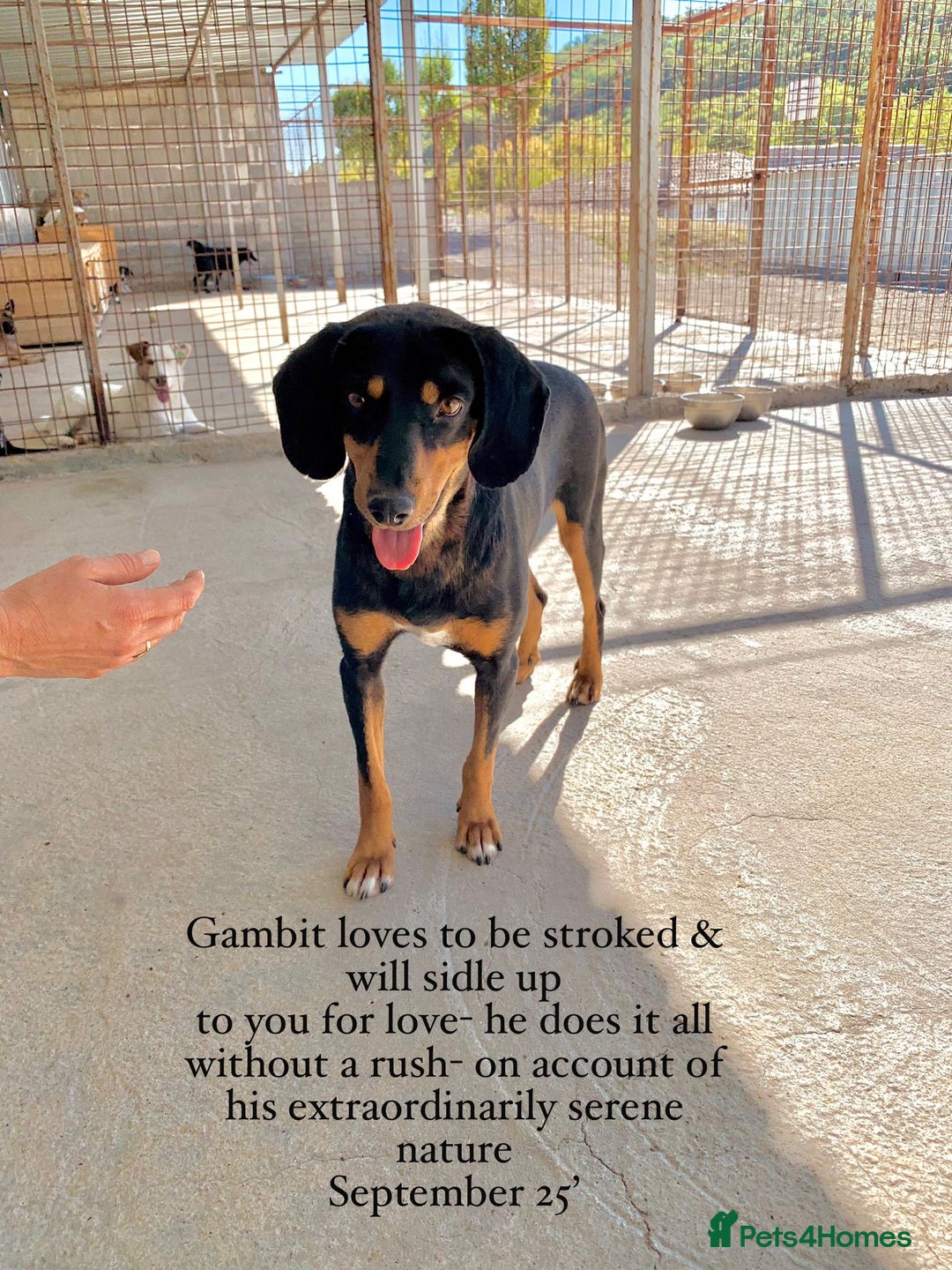 Mixed Breed dogs for adoption: Gambit, 5 yrs approx. Available for adoption. - Image 23