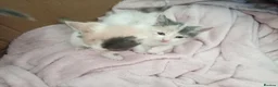 Mixed Breed cats for sale: 4 male calicos - Advert 6