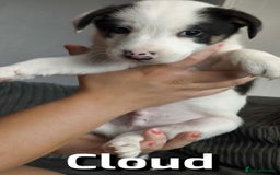 Border Collie dogs for sale: Purebred Border Collie Puppies Tri Intelligent - Image 2