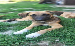 Mixed Breed dogs for adoption: CADBURY 5 months M playful/loves dogs, kids, cats! - Image 6