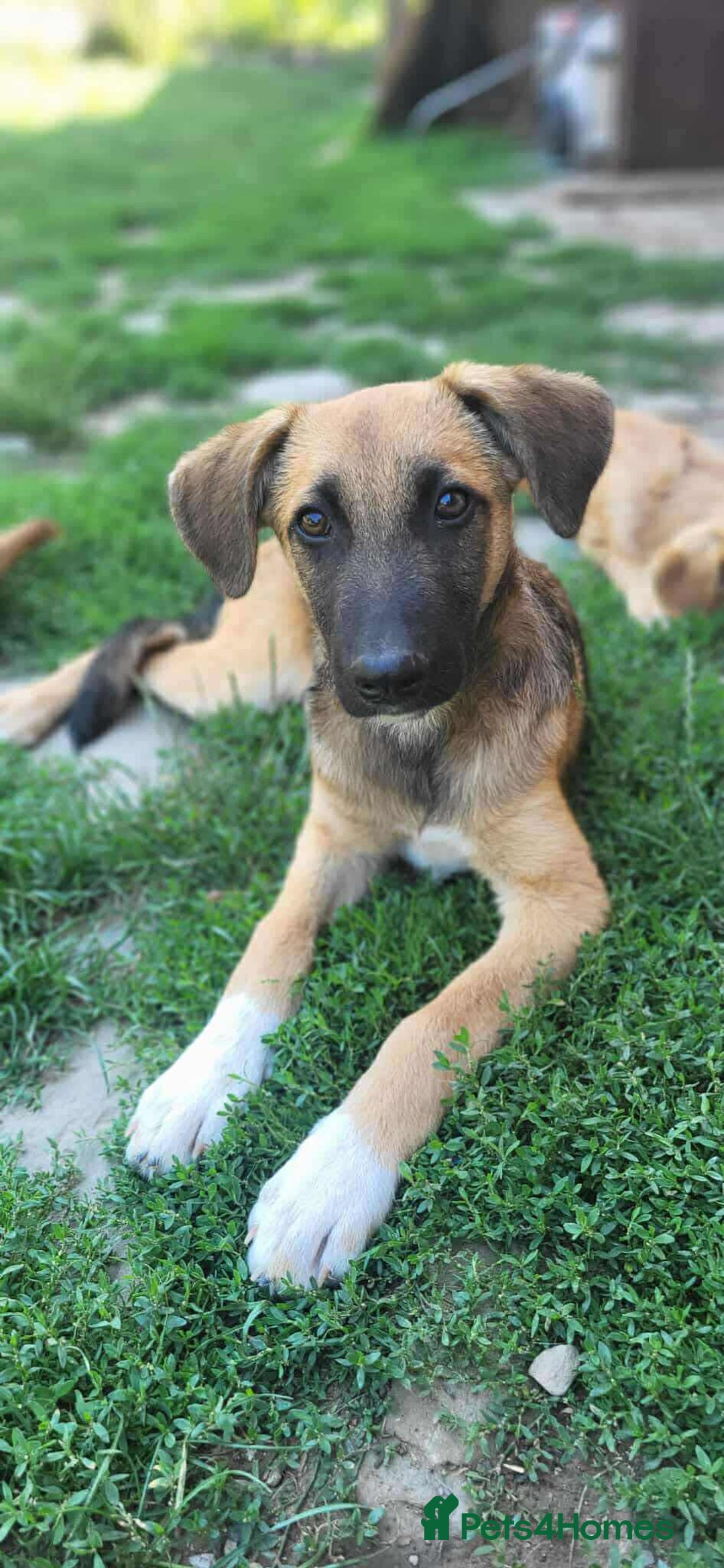 Mixed Breed dogs for adoption: CADBURY 5 months M playful/loves dogs, kids, cats! - Image 6
