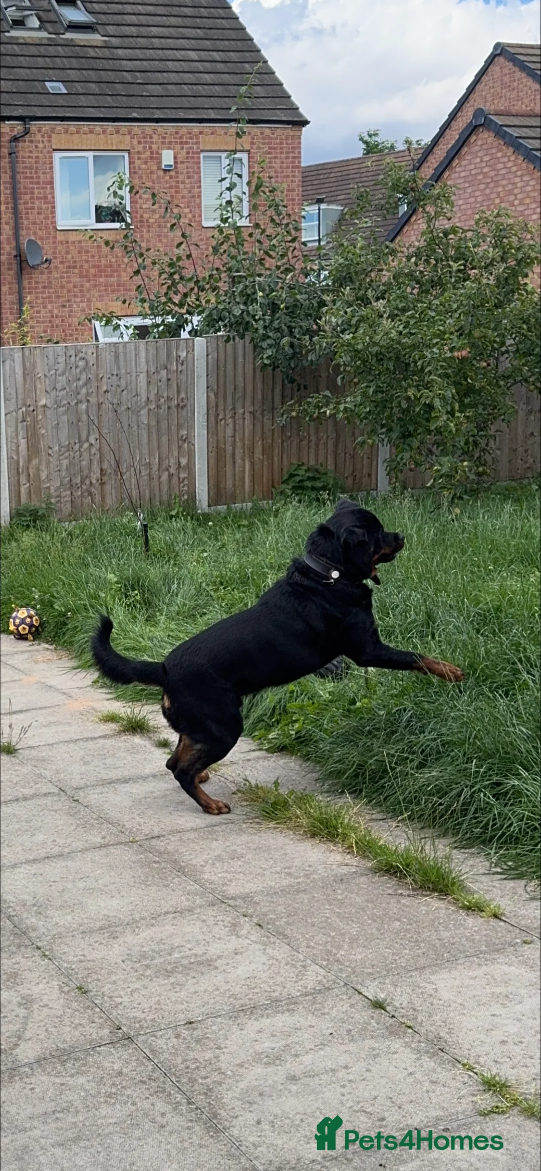 Rottweiler dogs for stud: Max Champion  in Walsall - Advert 5