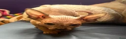 Sphynx cats for sale: Last unique split face girl with elf ears!💛 - Advert 34