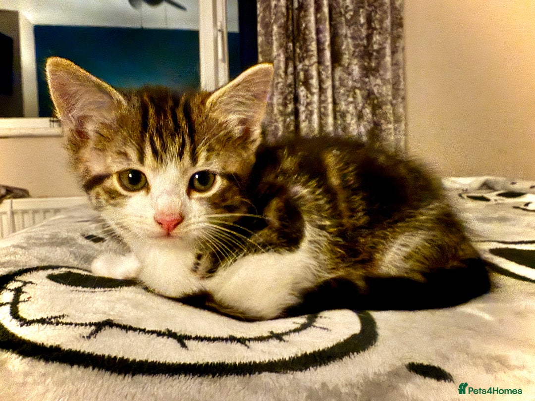 Mixed Breed cats for sale: 4 gorgeous tabby kittens - Image 22