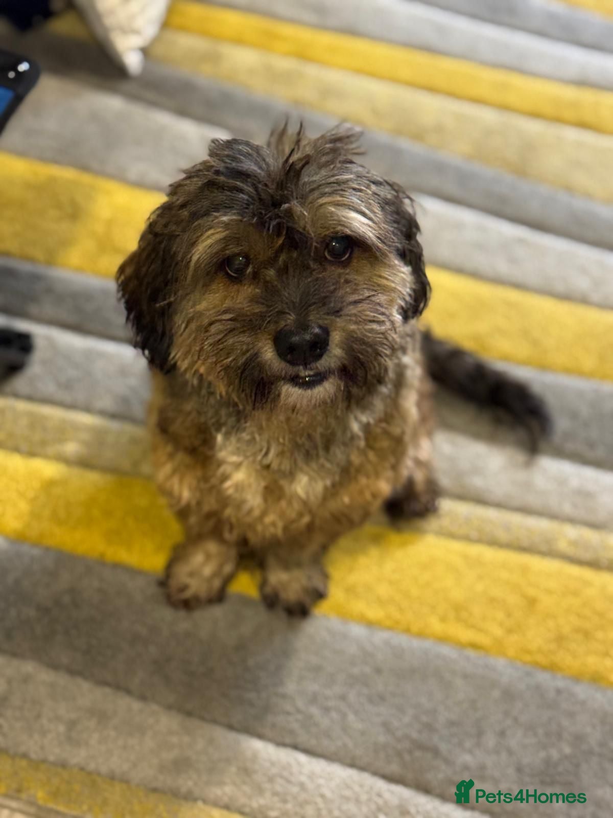 Mixed Breed dogs Lovely Leo looking for his home - Advert 1