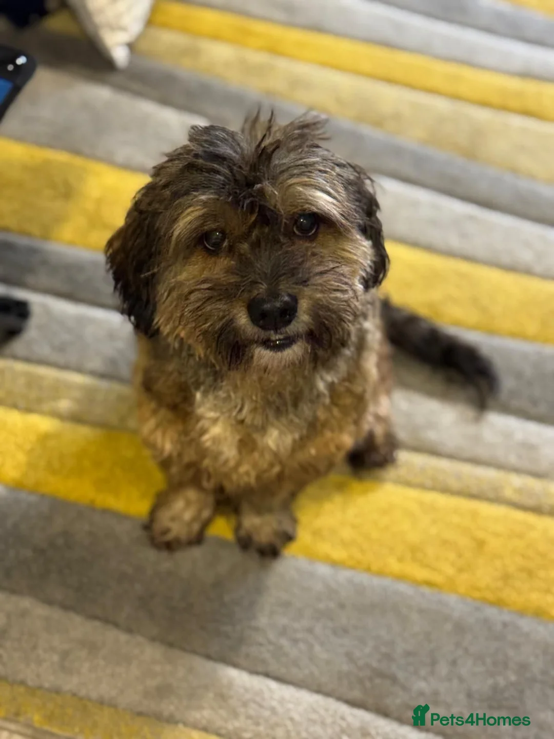 Mixed Breed dogs for adoption: Lovely Leo looking for his home - Advert 1