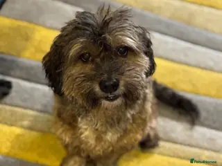 Mixed Breed dogs Lovely Leo looking for his home - Advert 2