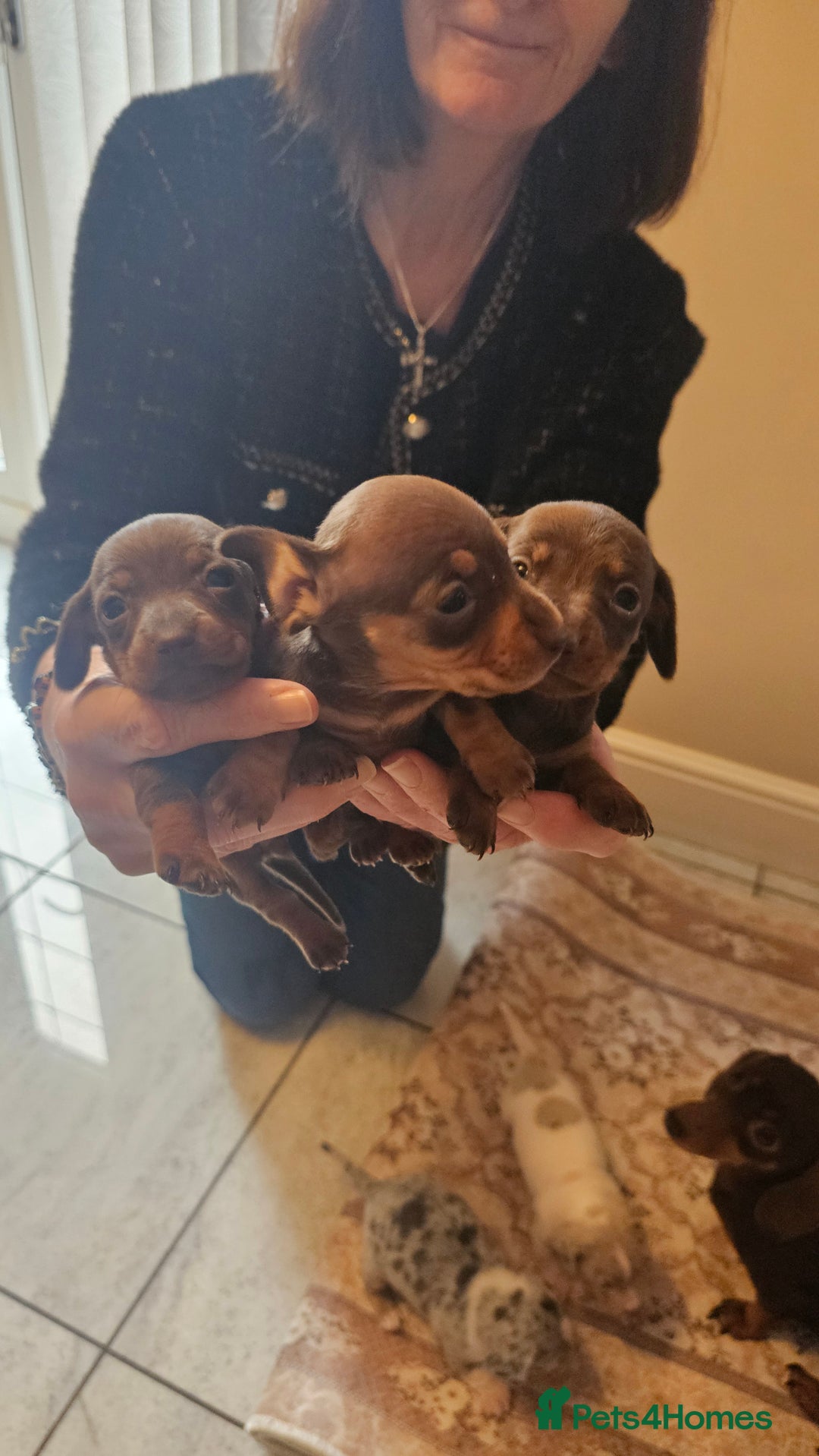 Dachshund dogs for sale: Miniature Dachshund Puppies. - Advert 6
