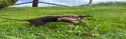 Australian Kelpie dogs for sale: Last 2 Vaccinated Australian Kelpie Puppies - Advert 34