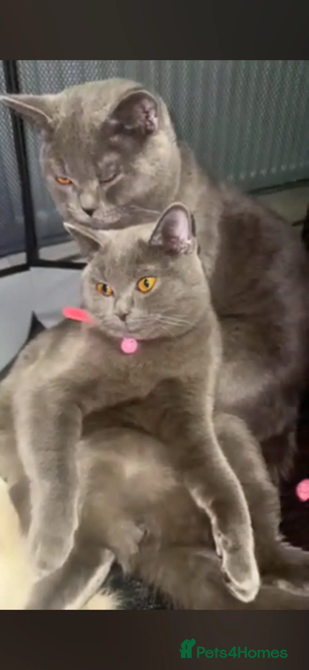 British Shorthair cats for sale: Stunning British Shorthair Blue Male –  - Advert 2