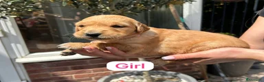 Golden Retriever 1