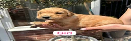 Golden Retriever dogs for sale: EXCEPȚIONAL GOLDEN RETRIVIER PUPPIES💙🩷 - Advert 9