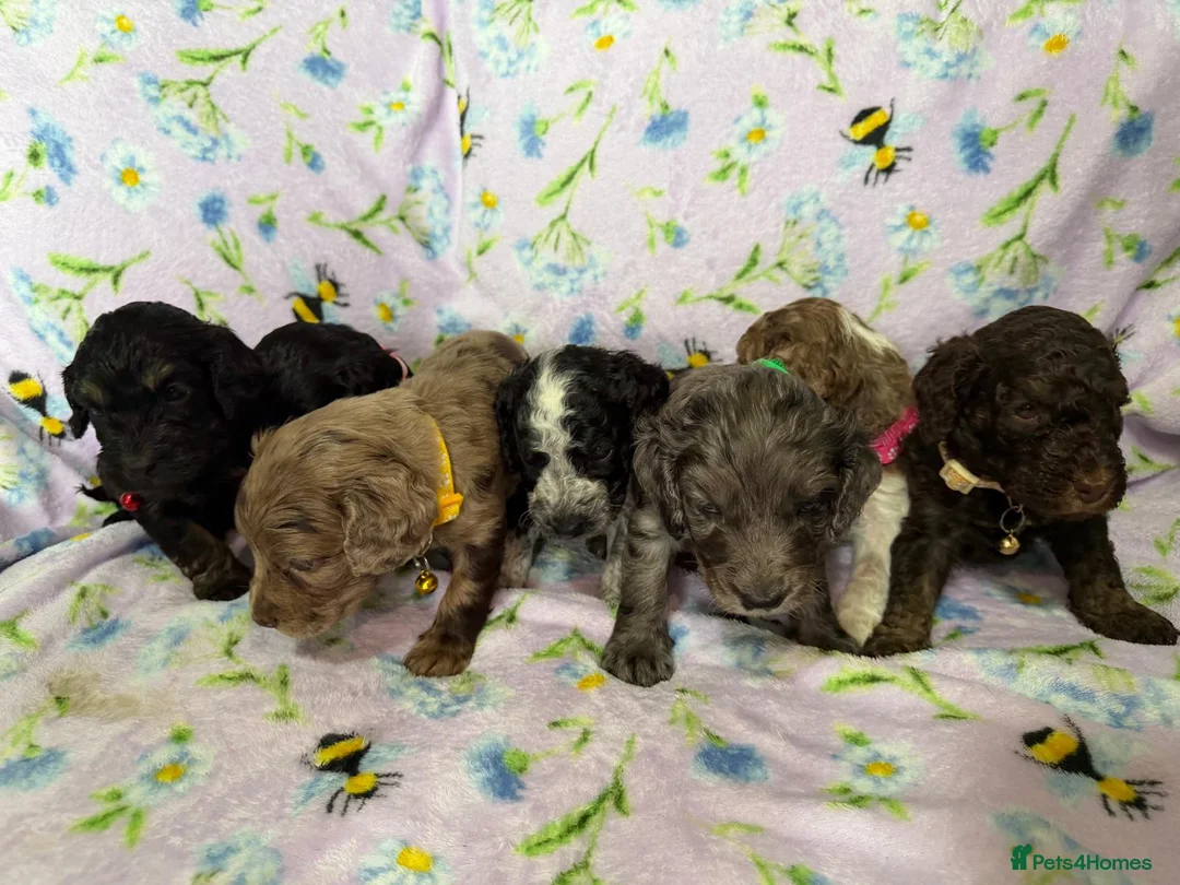 Cockapoo dogs for sale: Beautiful Litter of Merle Cockapoo Puppies - Advert 2