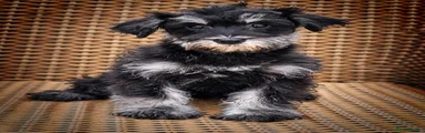 Miniature Schnauzer 3