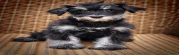Miniature Schnauzer dogs for sale: Top Quality Toy Schnoodles  - Advert 4