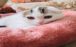 Scottish Fold cats for sale: Scottish fold baby - Image 2