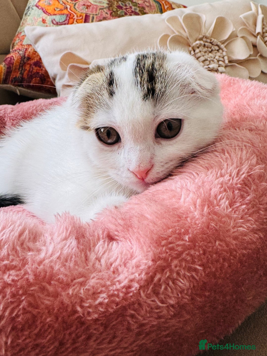 Scottish Fold cats for sale: Scottish fold baby - Image 2