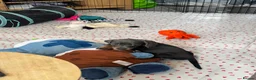 Miniature Dachshund dogs for sale: Blue and tan Mini dachshund pups ready !! 5 left!  in Newport - Advert 22