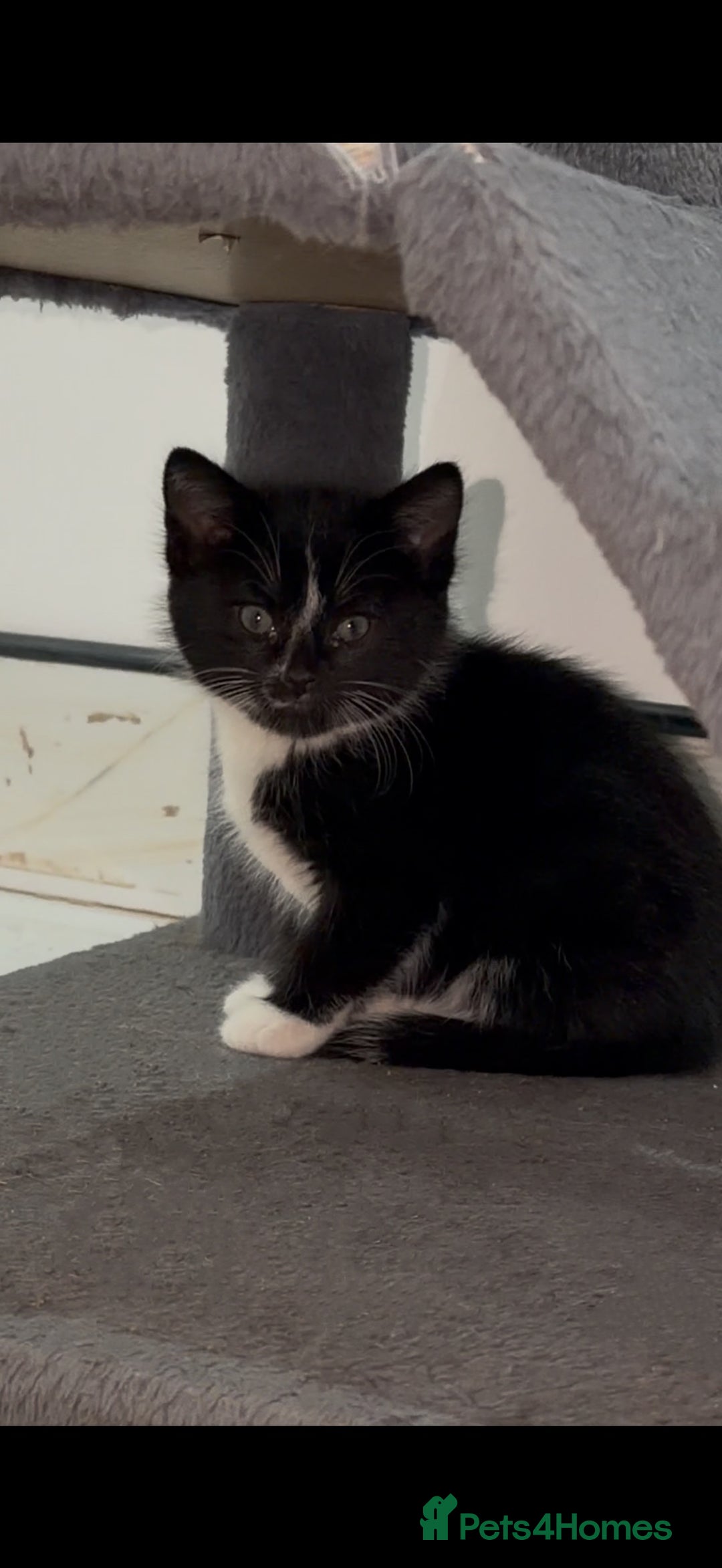 Domestic Shorthair cats for sale: 1 Female Tabby Kitten & 1 Black Tuxedo Male Kitten - Advert 6