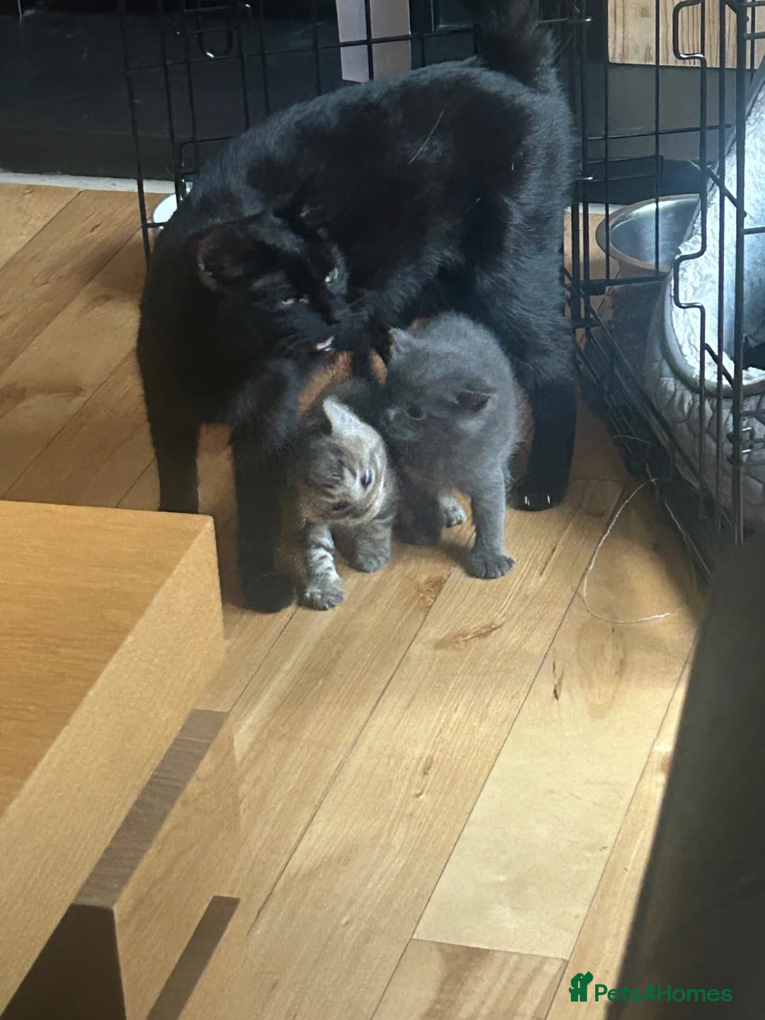 Mixed Breed cats for sale: Kittens for sale  in Penicuik - Advert 5
