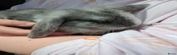 Mini Lop rabbits for sale: Baby kits (rabbits) - Advert 5