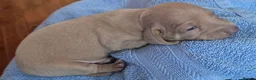 Miniature Dachshund dogs for sale: Miniature Dachshunds unusual colour ready 2nd Sept - Advert 36