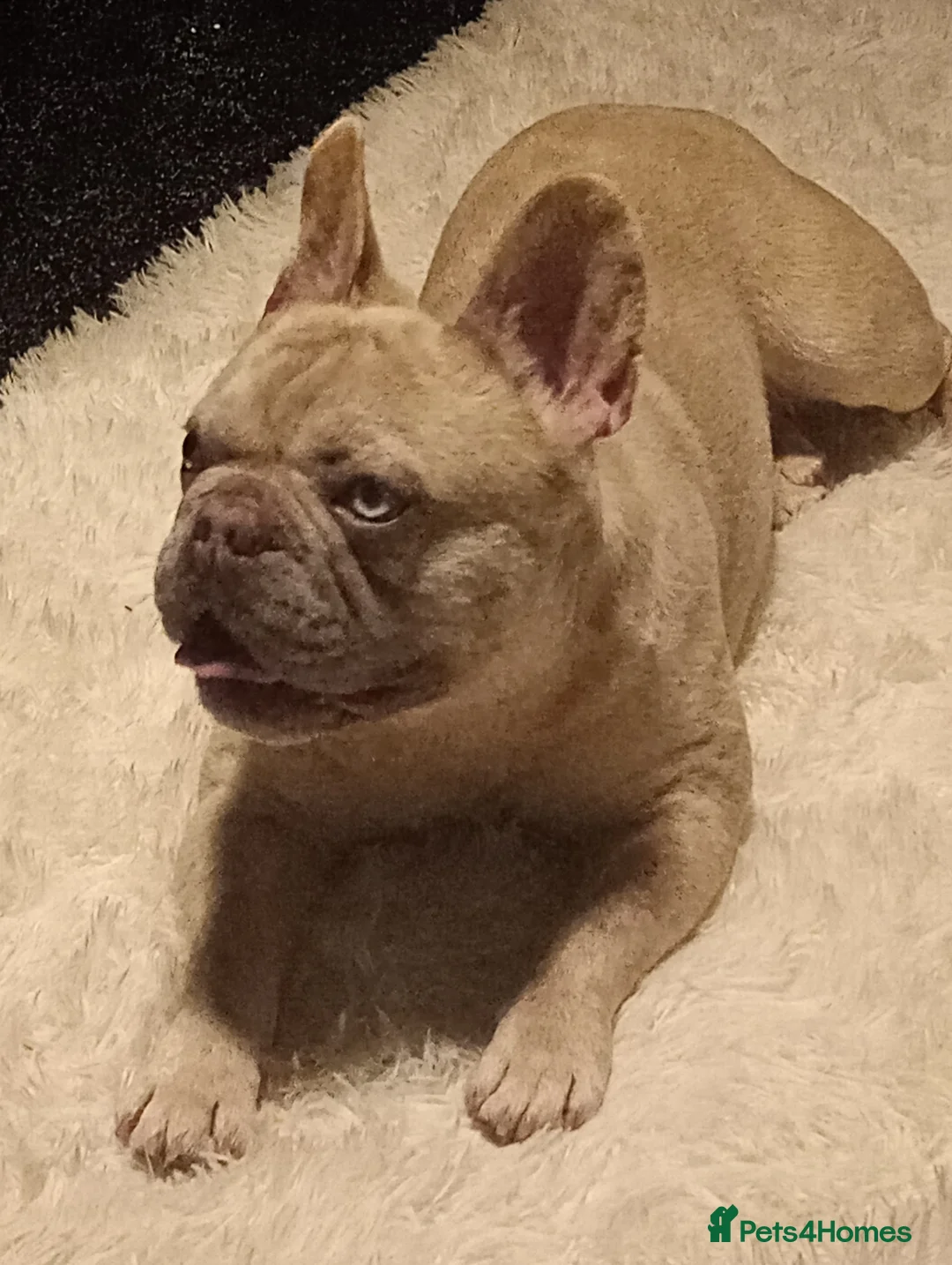 French Bulldog dogs for sale: rocky - Advert 2