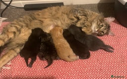 British Longhair cats for sale: 5 adorable male kittens - Image 14