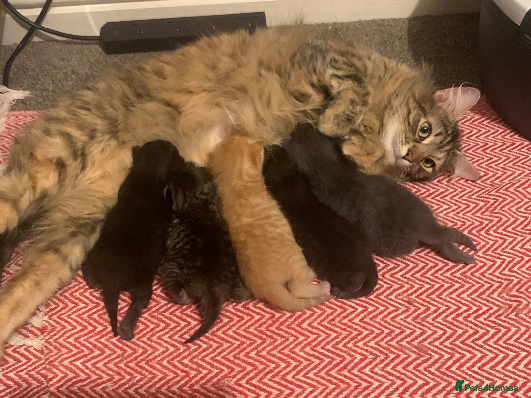 British Longhair cats for sale: 5 adorable male kittens - Image 14
