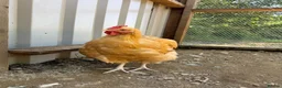 Chickens poultry for sale: Buff Orpington and Welsummer cockerels  in Newport - Advert 5