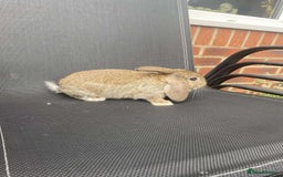 French Lop rabbits for sale: Baby lops in Hexham - Image 13