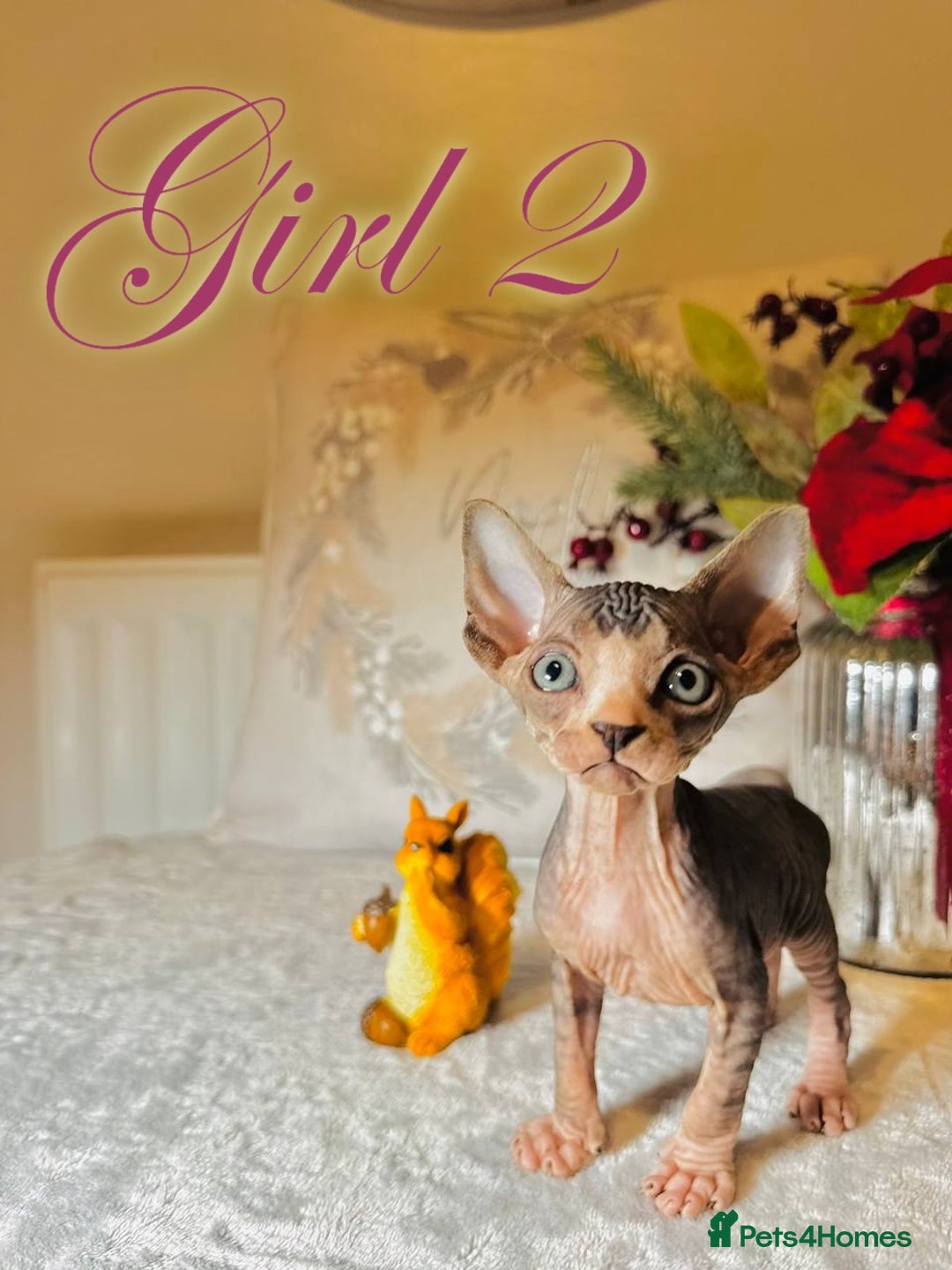Sphynx cats for sale: Stunning Pedigree Sphynx Kittens - Advert 15