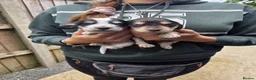 Cockapoo dogs for sale: Cockapoo Puppies  - Advert 1