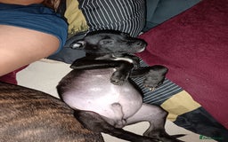Mixed Breed dogs for sale: Staffy cross  - Image 6