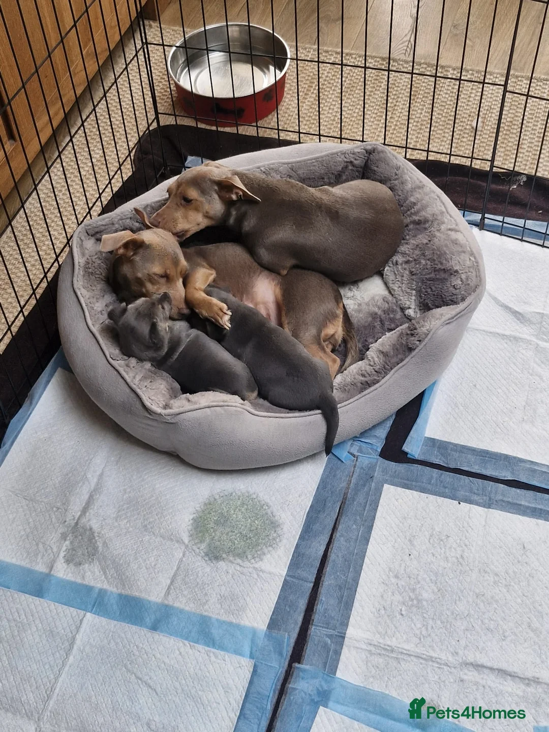 Jack Russell dogs for sale: Beautiful Lilac/Blue & Tan miniature wenlock puppy in Southend-on-Sea - Advert 2